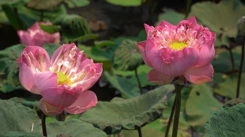 Indian Lotus, Sacred Lotus, Bean of India.Bualuang pink lotus Stock Footage