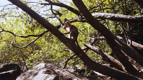 Indian macaque climbs a branch Stock Footage 128837465