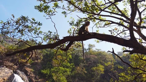 Indian macaque climbs a branch Stock Footage 128839310