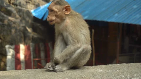 Indian macaque sitting on a rock Stock Footage 147834830
