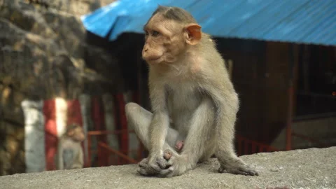 Indian macaque sitting on a rock Stock Footage 147834833