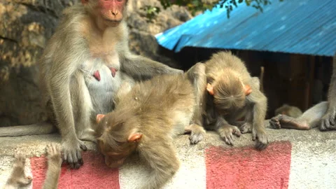 Indian macaque sitting on a rock Stock Footage 147834963