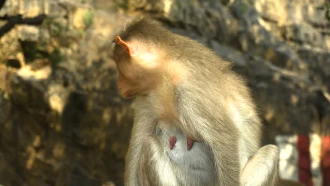 Indian macaque sitting on a rock Stock Footage 147834983
