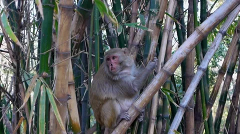 Indian Macaque with a split lip Video stock 62299289
