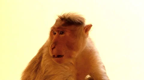 Indian macaques, bonnet macaques, or (lat. Macaca radiata). Stock Footage 68215657