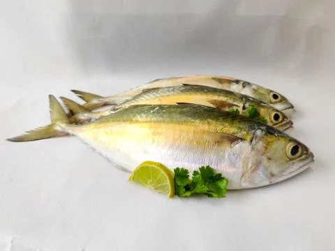 Indian Mackerel fish Stock Photos