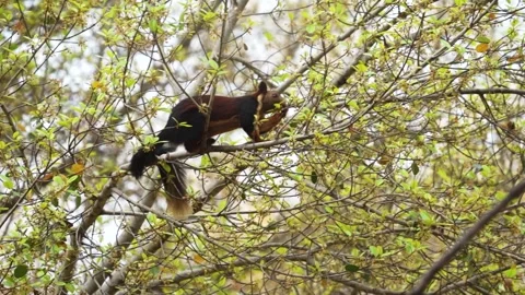 Indian Malabar squirrel trying to find things too eat in Satpura national Stock Footage 334117986