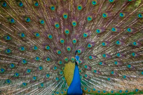 Indian Male Peacock Stock Photos