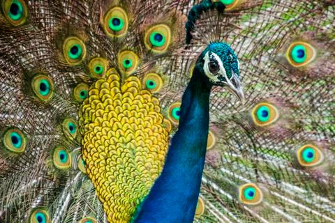 Indian Male Peacock Stock Photos