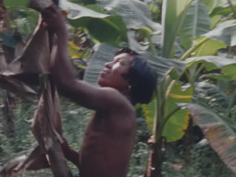 Indian man busy cutting down a platano tree. Stock Footage 147902349
