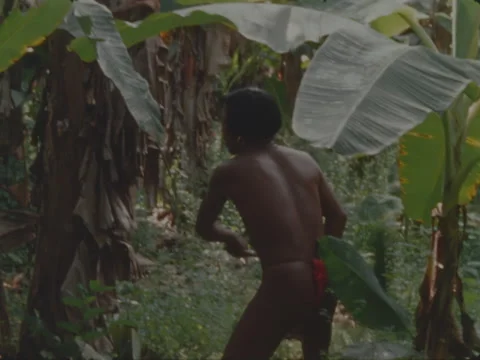 Indian man cuts down a tree with a stalk of platnos in it. Stock Footage 147939087