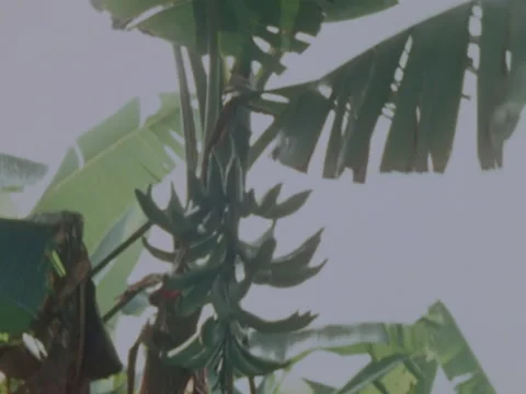 Indian man cuts down a tree with large stalk of platanos. Stock Footage 147940379