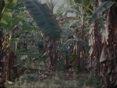 Indian man cuts platano tree partially hidden by the trees. Stock Footage 147939712