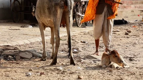 Indian man feeds cows Stock Footage 118356422