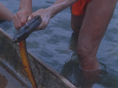 An Indian man holds an electric eel that has just been caught in the river. Stock Footage 147902369