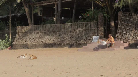 Indian man reading newspaper on steps on beach in India + two lazy dogs napping Stock Footage 33568269