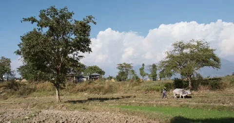 An Indian man skillfully plows the fields using an ox and traditional plough Stock Footage 265180287