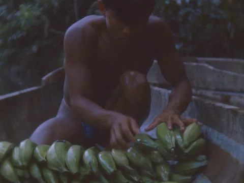 Indian man stacks platanos in the bottom of a pirogue in the jungle. Stock Footage 148126374
