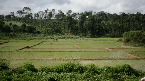 Indian man walking by rice fields Stock-Footage 59824544