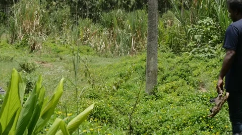 Indian man walking through grass Stock Footage 59824199