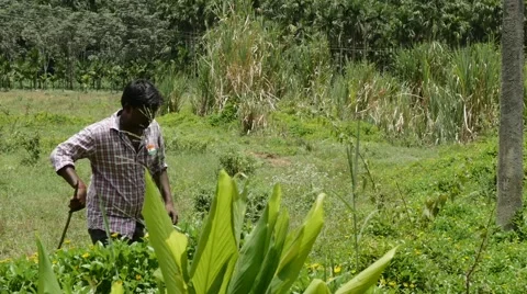 Indian man walking through rice fields Stock Footage 59823219