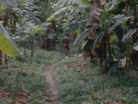 Indian man walks along a path in the jungle and disappears. Stock Footage 147939175