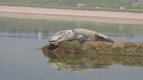 Indian Marsh Crocodile Stock Footage 154189328