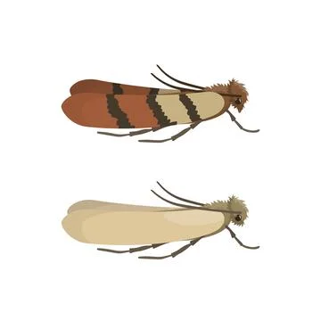 Indian Meal Moth and Webbing Clothes Moth. Stock Illustration