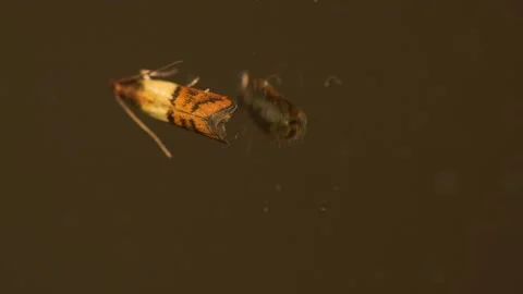 Indian meal moth (Plodia interpunctella), a common household pest of Stock Footage 152518142