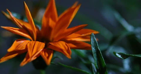 Indian Medicated Flower on tree Видео 335697766