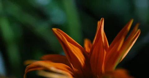 Indian Medicated Flower on tree Stock Footage 335697883