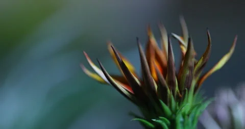 Indian Medicated Flower on tree Stock Footage 335697907