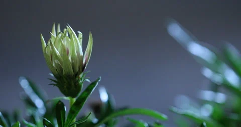 Indian Medicated Flower on tree Stock Footage 335698069