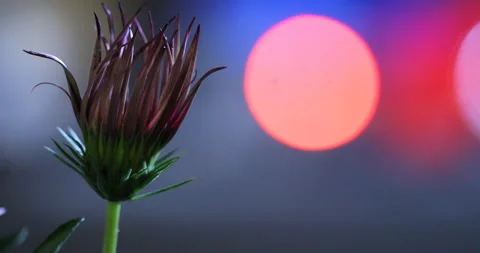 Indian Medicated Flower on tree Video stock 335698204