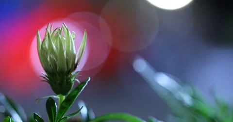 Indian Medicated Flower on tree Stock Footage 335698258