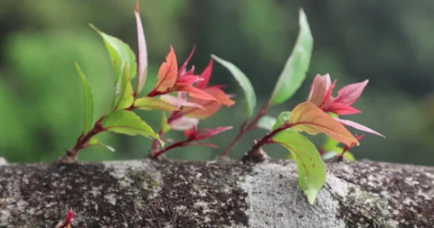 Indian Medicated Flowers Video stock 335583540