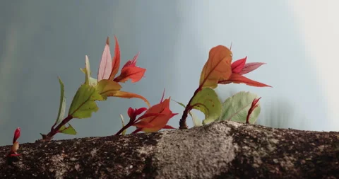 Indian Medicated Flowers Stock Footage 335583553