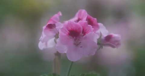 Indian Medicated Flowers Stock Footage 335619833