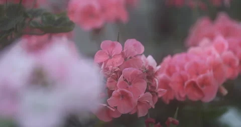 Indian Medicated Flowers Stock Footage 335619852