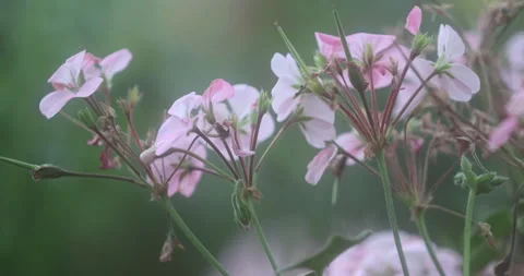 Indian Medicated Flowers Stock Footage 335619931