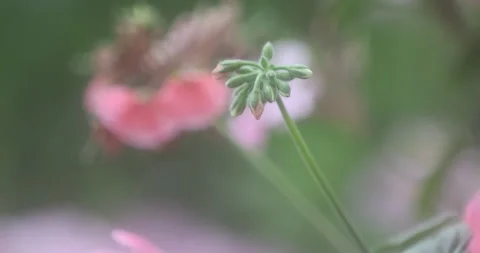 Indian Medicated Flowers Video stock 335619980