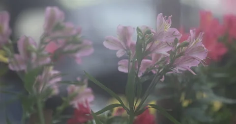 Indian Medicated Flowers Видео 335620147
