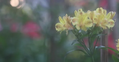 Indian Medicated Flowers 스톡 동영상 335620337