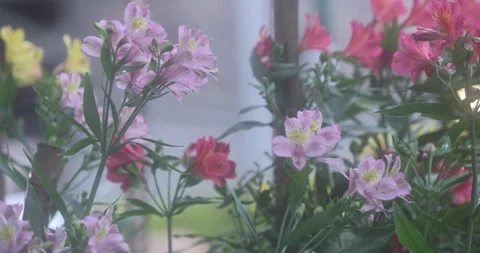 Indian Medicated Flowers Видео 335620490