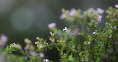 Indian Medicated Flowers Видео 335620973