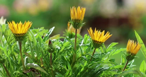 Indian Medicated Flowers Stock Footage 335631408