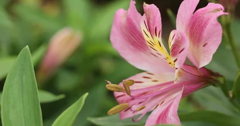Indian Medicated Flowers Видео 335689706