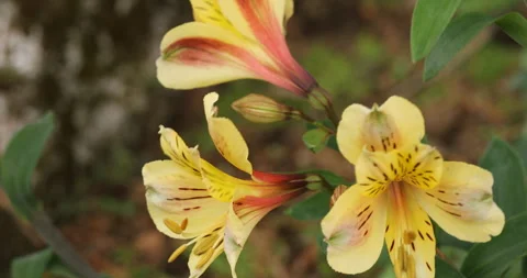 Indian Medicated Flowers Stock Footage 335689813