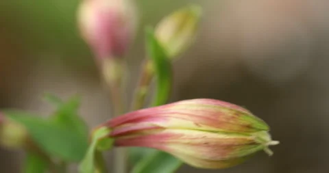 Indian Medicated Flowers Видео 335689943