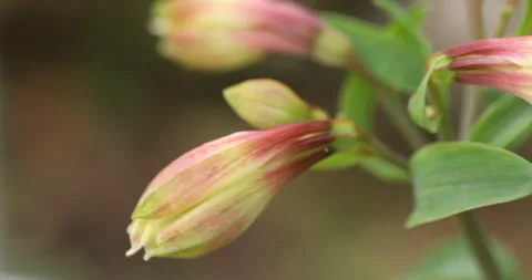 Indian Medicated Flowers Stock Footage 335690093